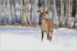 <p>JELEN LESNÍ (Cervus elaphus) obora /Red deer - Rothirsch/</p>